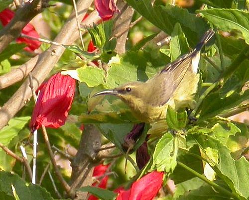 Copper sunbird